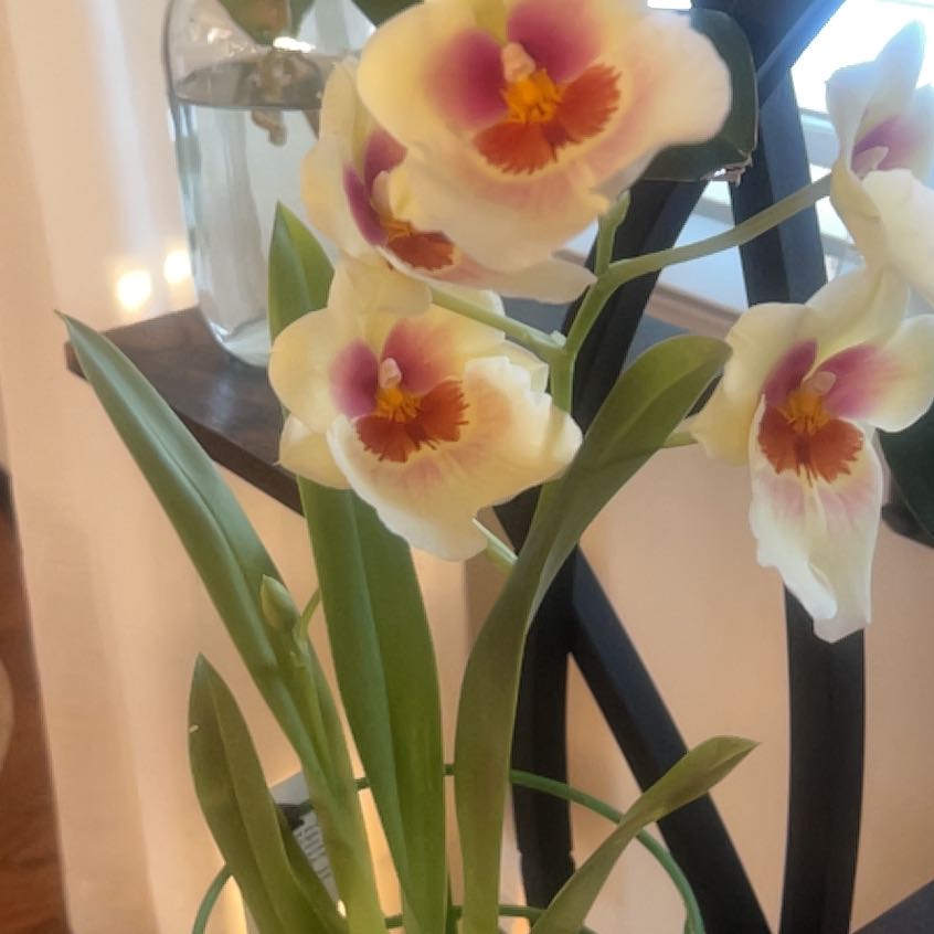 Photo of the plant species Miltoniopsis phalaenopsis by @UpfrontCorkelm4 named Mary on Greg, the plant care app