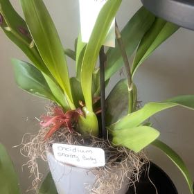Photo of the plant species Oncidium sharry baby 'Sweet Fragrance' by @UpfrontCorkelm4 named Rosa on Greg, the plant care app