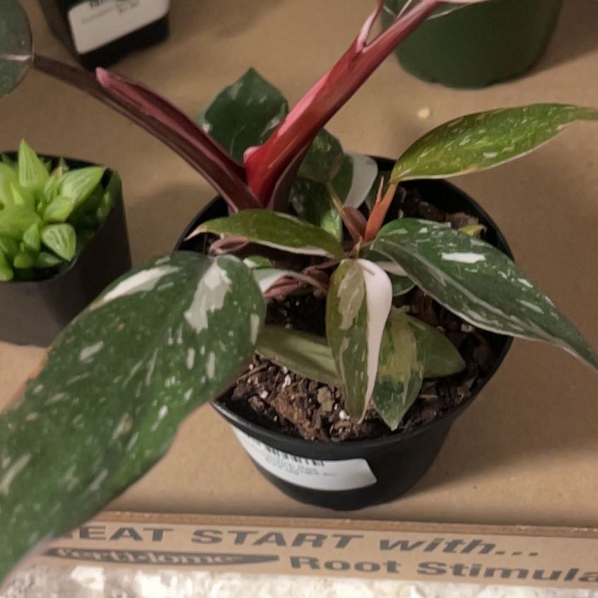 Photo of the plant species Philodendron 'Red Anderson' by @UpfrontCorkelm4 named Pax on Greg, the plant care app