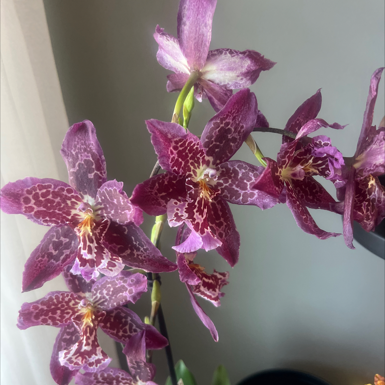 Photo of the plant species Beallara Marfitch 'Howard's Dream' AM/AOS by @UpfrontCorkelm4 named Ronaldo on Greg, the plant care app
