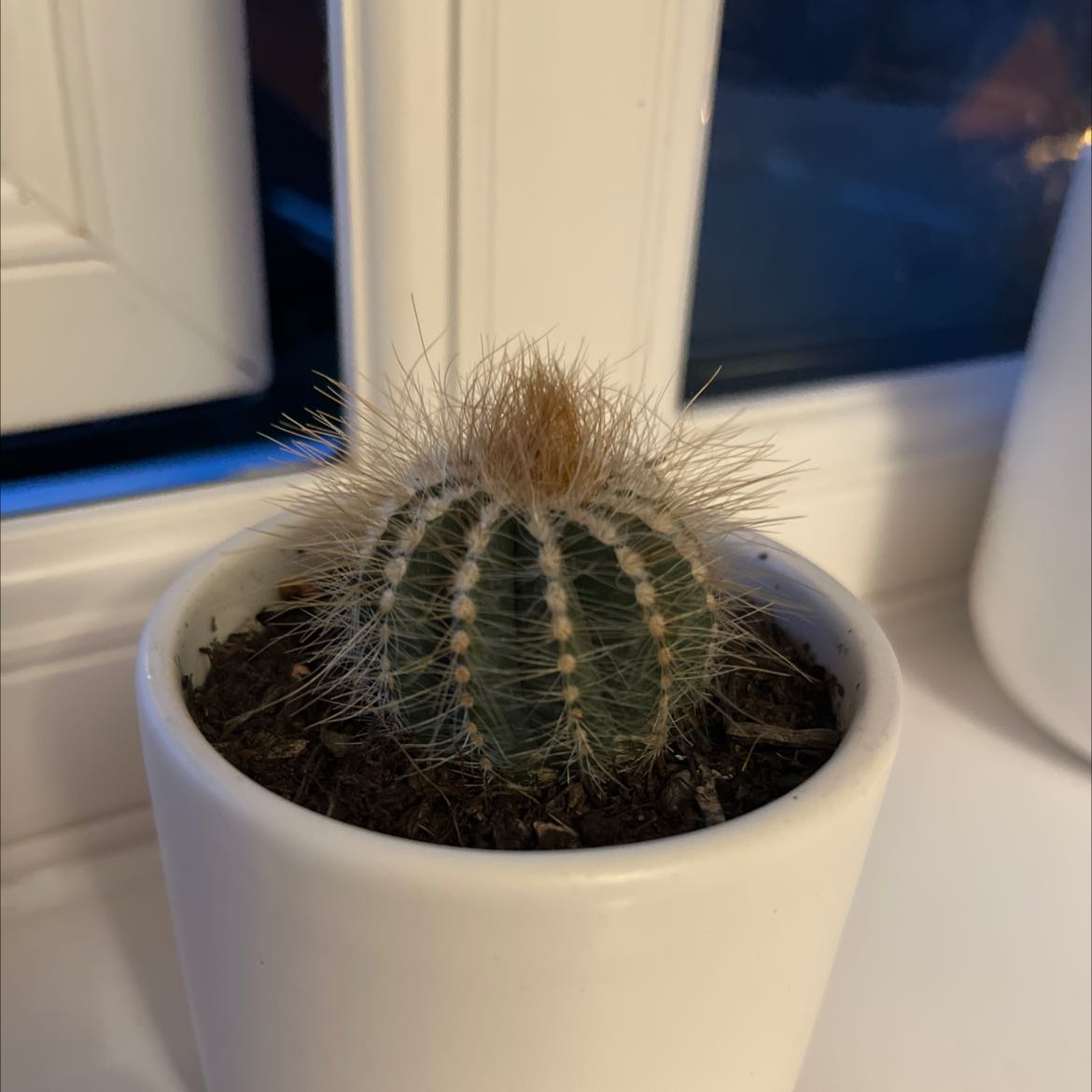 Balloon Cactus in a white pot on a windowsill, healthy with visible soil.