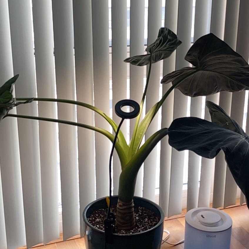 Photo of the plant species Alocasia 'Regal Shield' (variegated form) by @UpfrontMahoe56 named Terra on Greg, the plant care app