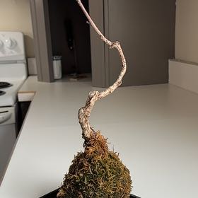 Photo of the plant species Ekai Sakura Cherry Blossom by @HeirHoya46 named Asuna on Greg, the plant care app