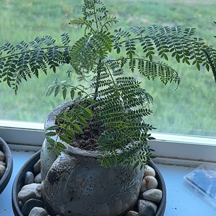 Photo of the plant species Jacaranda by @HeirHoya46 named Lebron on Greg, the plant care app