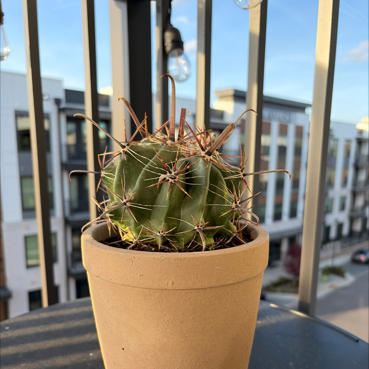 Photo of the plant species Fishhook Cactus by @ModelCassava84 named Sherlock on Greg, the plant care app