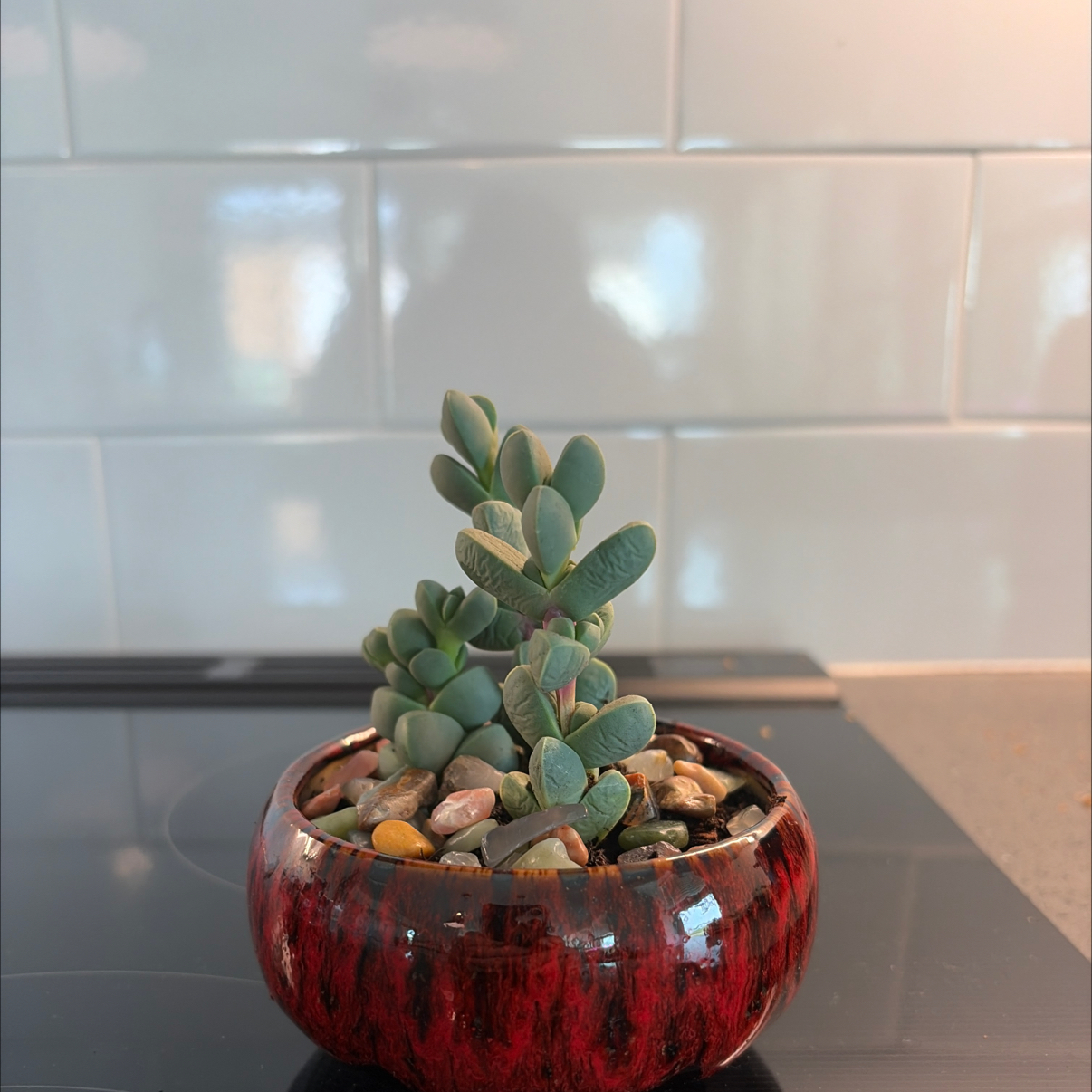 Photo of the plant species Ice Plant by @ModelCassava84 named Dax on Greg, the plant care app