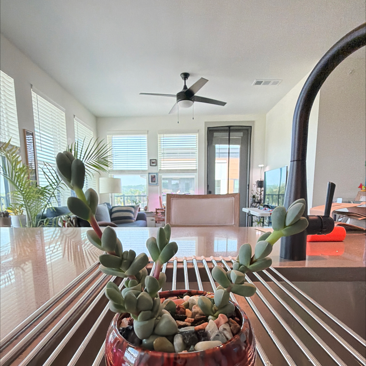 Photo of the plant species Ice Plant by @ModelCassava84 named Dax on Greg, the plant care app