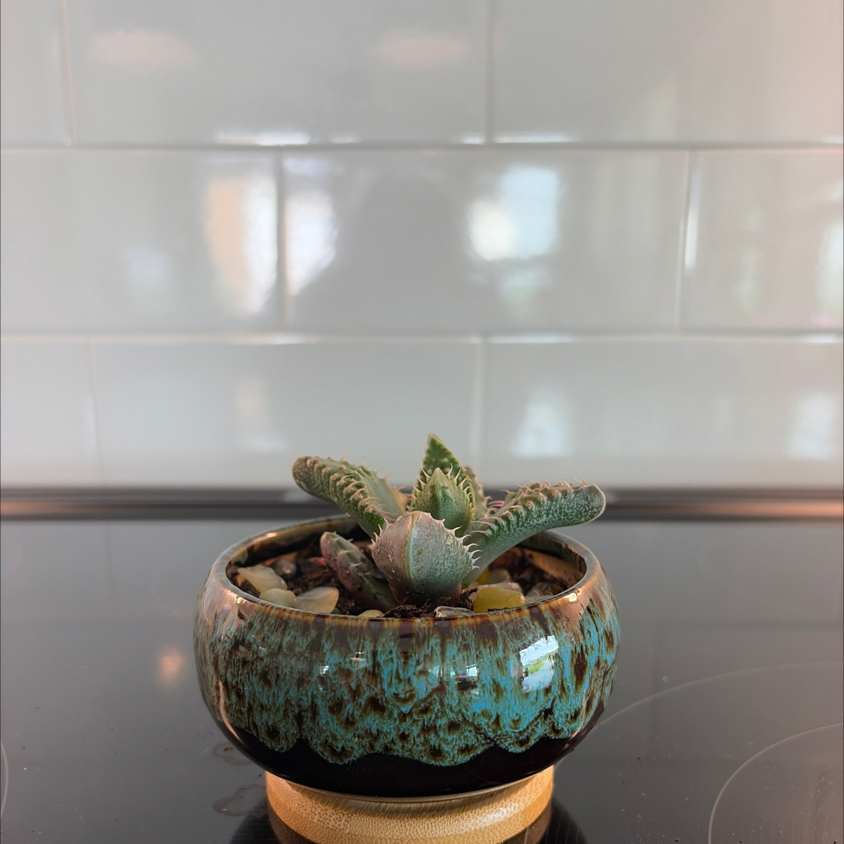 Photo of the plant species Pebbled Tiger Jaws by @ModelCassava84 named Taylor Swift on Greg, the plant care app