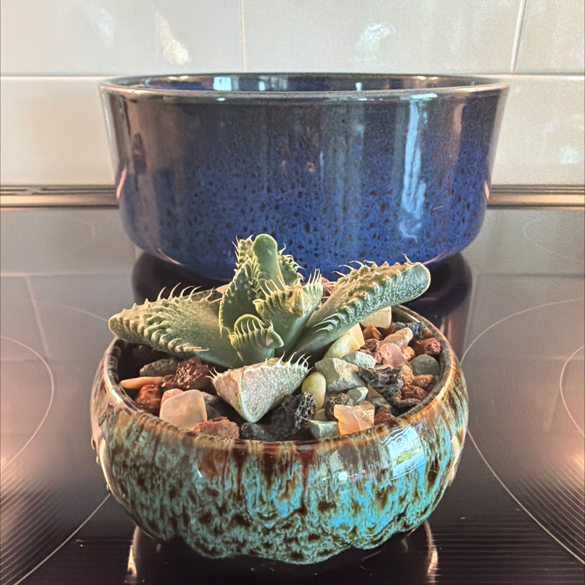 Photo of the plant species Pebbled Tiger Jaws by @ModelCassava84 named Taylor Swift on Greg, the plant care app