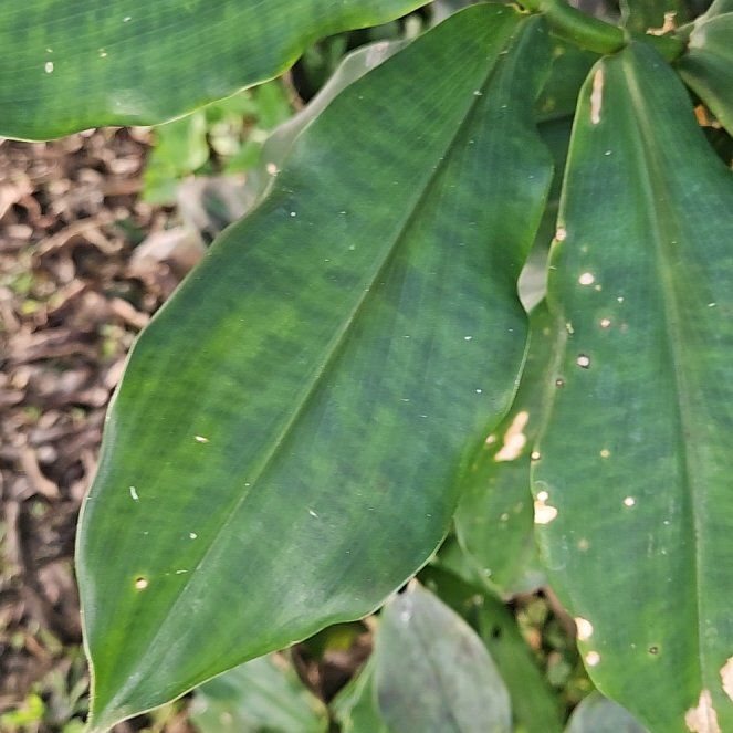 Photo of the plant species Crape Ginger by @SoaringAlmond94 named Nemo on Greg, the plant care app