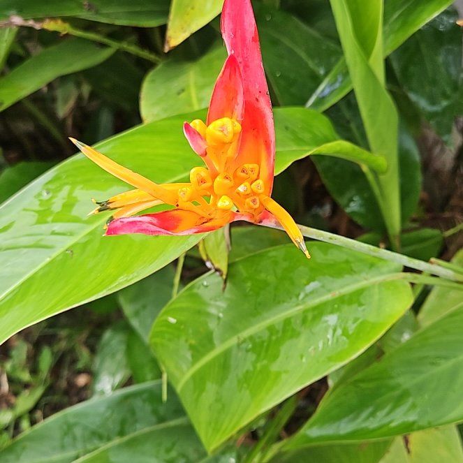 Photo of the plant species Parrot's Plantain by @SoaringAlmond94 named Lola on Greg, the plant care app
