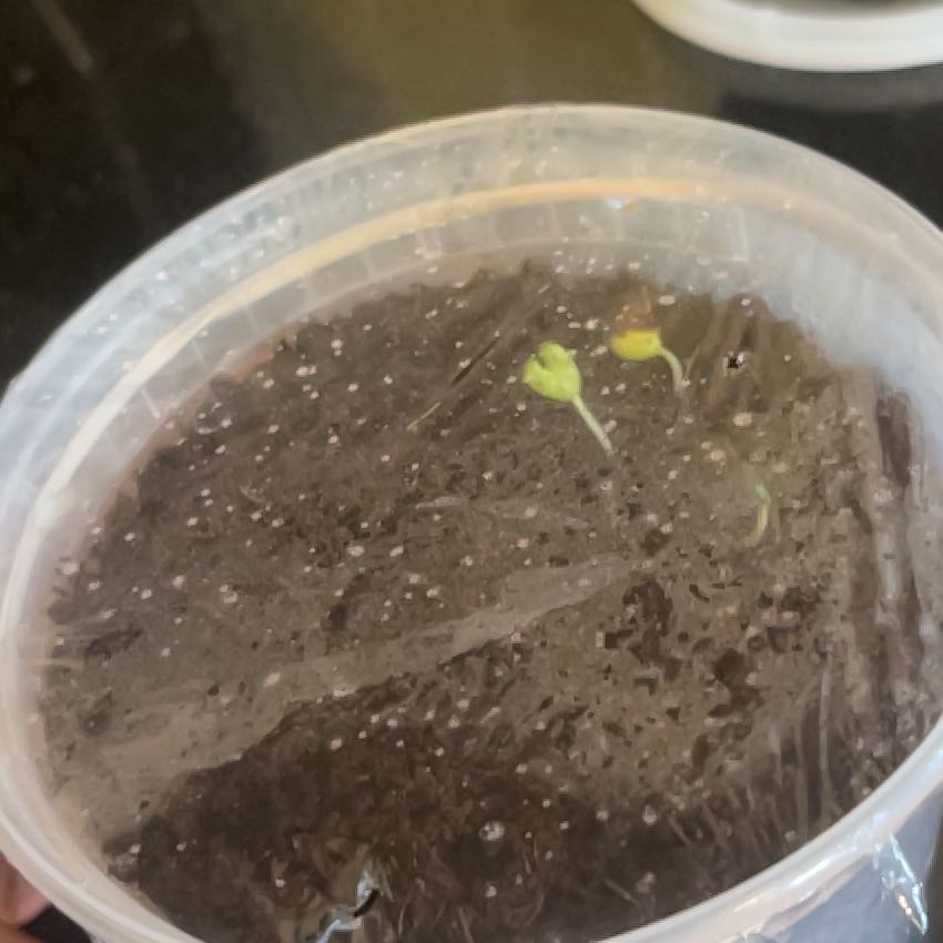 Photo of the plant species Bonsai by @GoldBabyburro3 named Mando on Greg, the plant care app