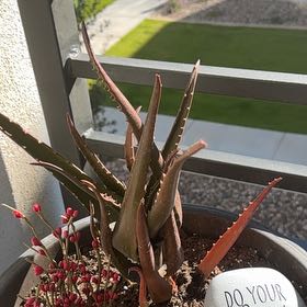 Photo of the plant species Starfish Aloe by @NativeSunstar69 named Aloe on Greg, the plant care app