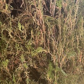 Photo of the plant species Rock Juniper by @MovingJuniper71 named Kendall on Greg, the plant care app