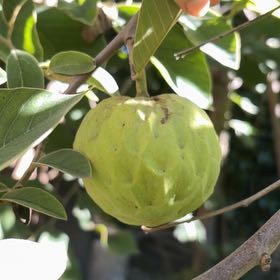 Photo of the plant species Sugar Apple by @MovingJuniper71 named Rihanna on Greg, the plant care app
