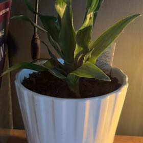 Photo of the plant species Dracaena Compacta by @GregariousKaro named Leafy on Greg, the plant care app