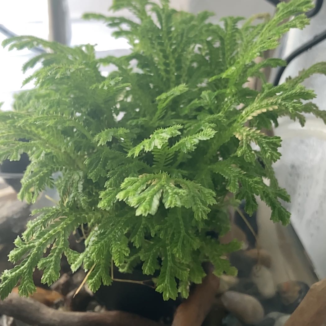 Photo of the plant species frosty fern by @HeraldedApricot named Dax on Greg, the plant care app