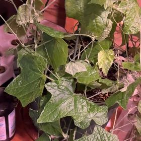 Photo of the plant species Cucamelon by @KeyTamarind27 named Lebron on Greg, the plant care app