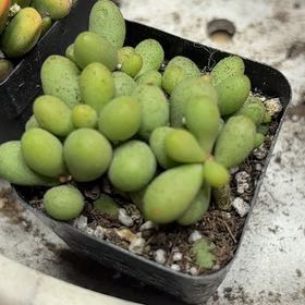 Photo of the plant species Fairy Tale Plant by @KeyTamarind27 named Remington on Greg, the plant care app