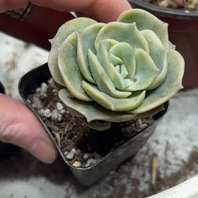 Photo of the plant species Graptoveria 'Lovely Rose' by @KeyTamarind27 named Madonna on Greg, the plant care app