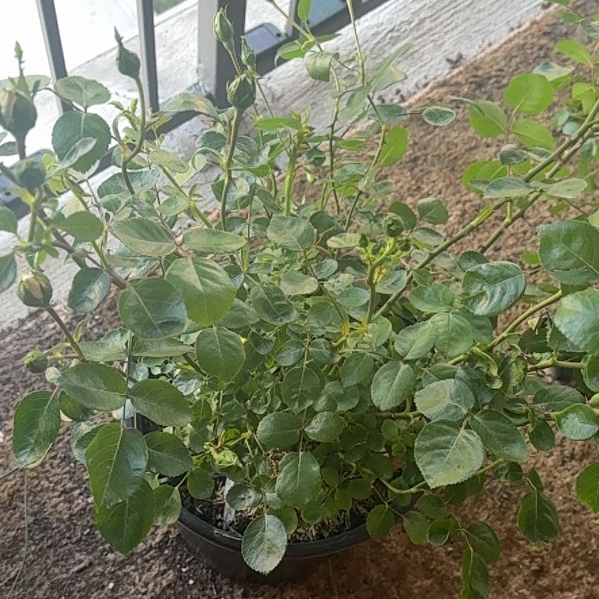 Photo of the plant species climbing rose new dawn by @TryPandan51 named Sonora on Greg, the plant care app