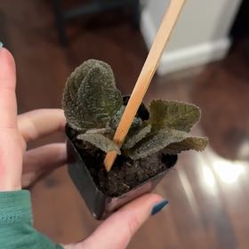 Photo of the plant species Lamb's Ear by @MentorColeus36 named Messi on Greg, the plant care app