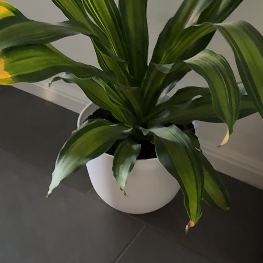 Photo of the plant species Dracaena 'Golden Heart' by @GrowingBreadnut named Mando on Greg, the plant care app