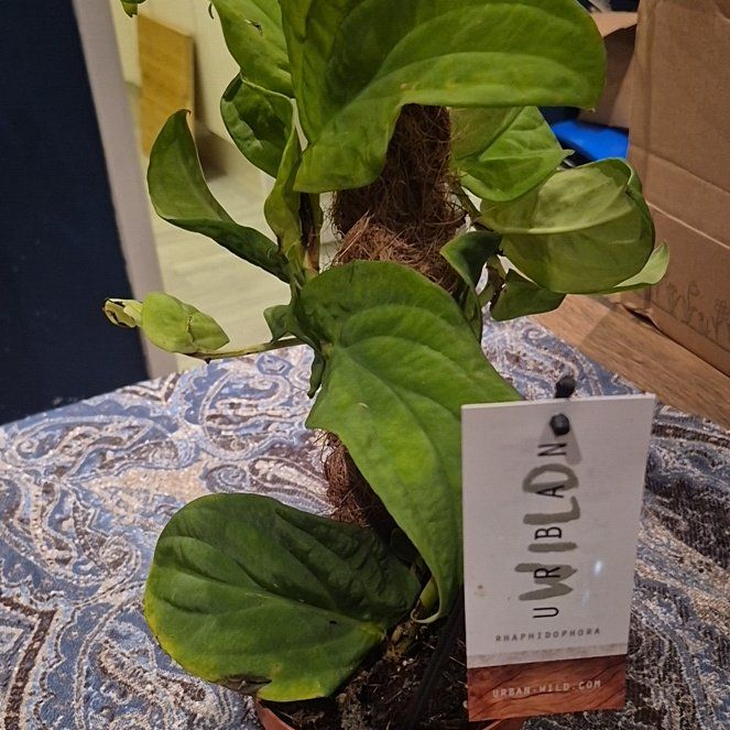 Photo of the plant species Rhaphidophora Sp (Giant) by @plantwitch4 named Aristotle on Greg, the plant care app