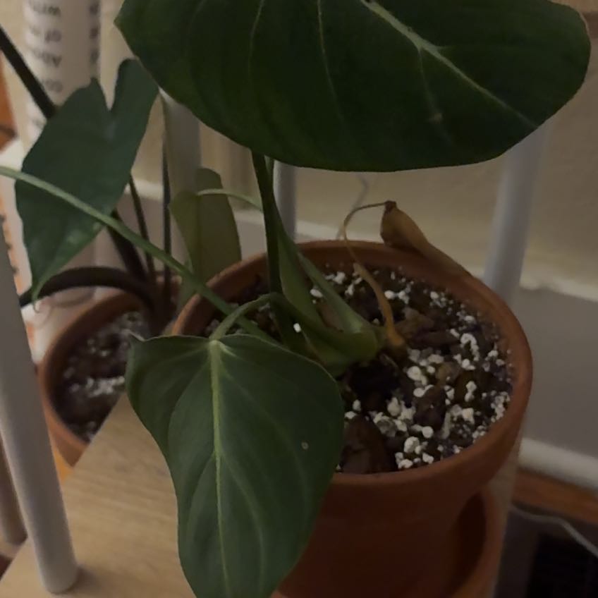 Photo of the plant species Gloriosum Dark Form by @NobleChamise19 named Cranky Pants on Greg, the plant care app