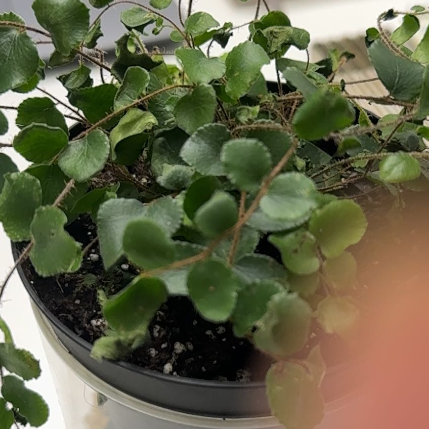 Photo of the plant species Button fern by @AstuteChilli43 named Denali on Greg, the plant care app