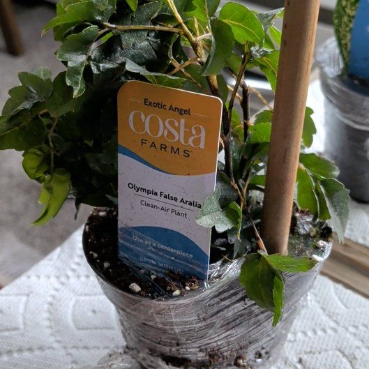 Photo of the plant species Olympia False Aralia by @AceBluesedge93 named Kylie on Greg, the plant care app