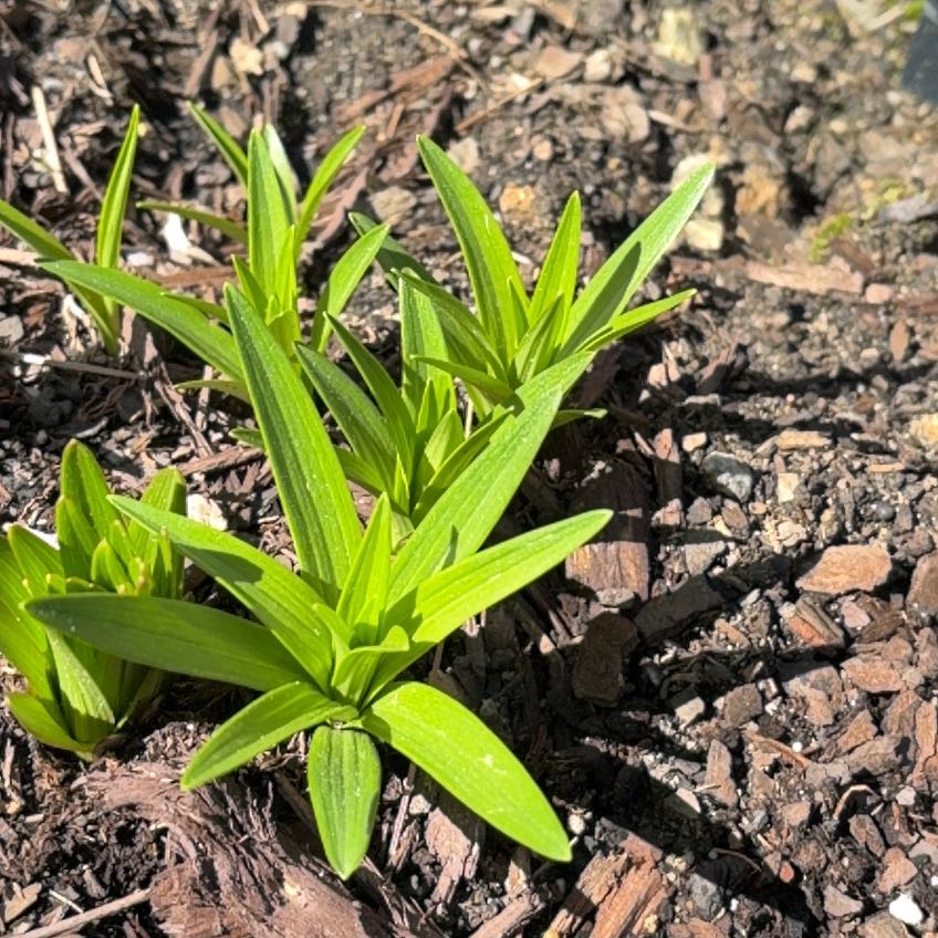 Photo of the plant species False Solomon's Seal by @WiredMango88 named Lebron on Greg, the plant care app