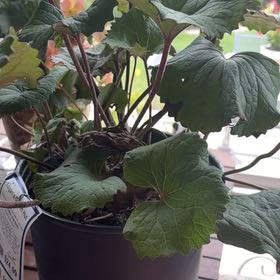 Photo of the plant species Leopard Plant by @WiredMango88 named Austen on Greg, the plant care app