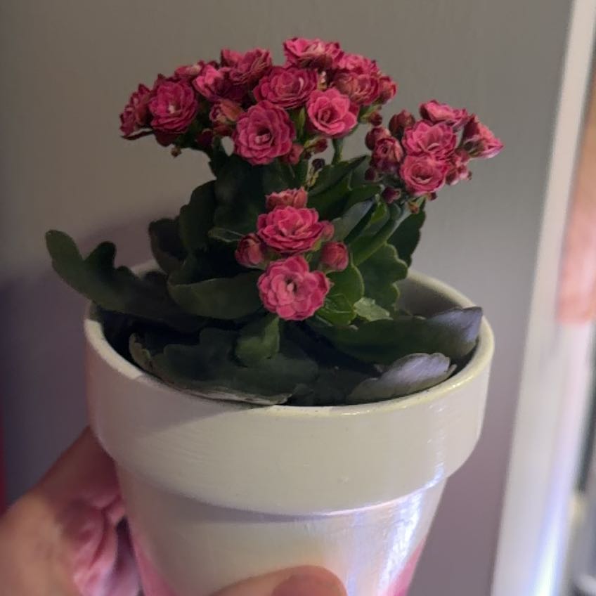 Photo of the plant species Kalanchoe blossfeldiana 'Pink' by @NewBlackpea88 named Bodhi on Greg, the plant care app
