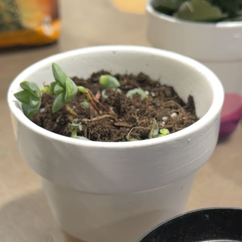Photo of the plant species Crassula Rupestris by @NewBlackpea88 named Mochi on Greg, the plant care app