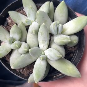 Photo of the plant species Silver Bracts by @RadOlneya0 named Demi on Greg, the plant care app