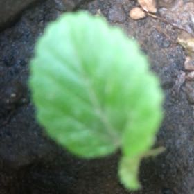 Photo of the plant species Brown Birch by @FineKaraka4 named Leonardo on Greg, the plant care app