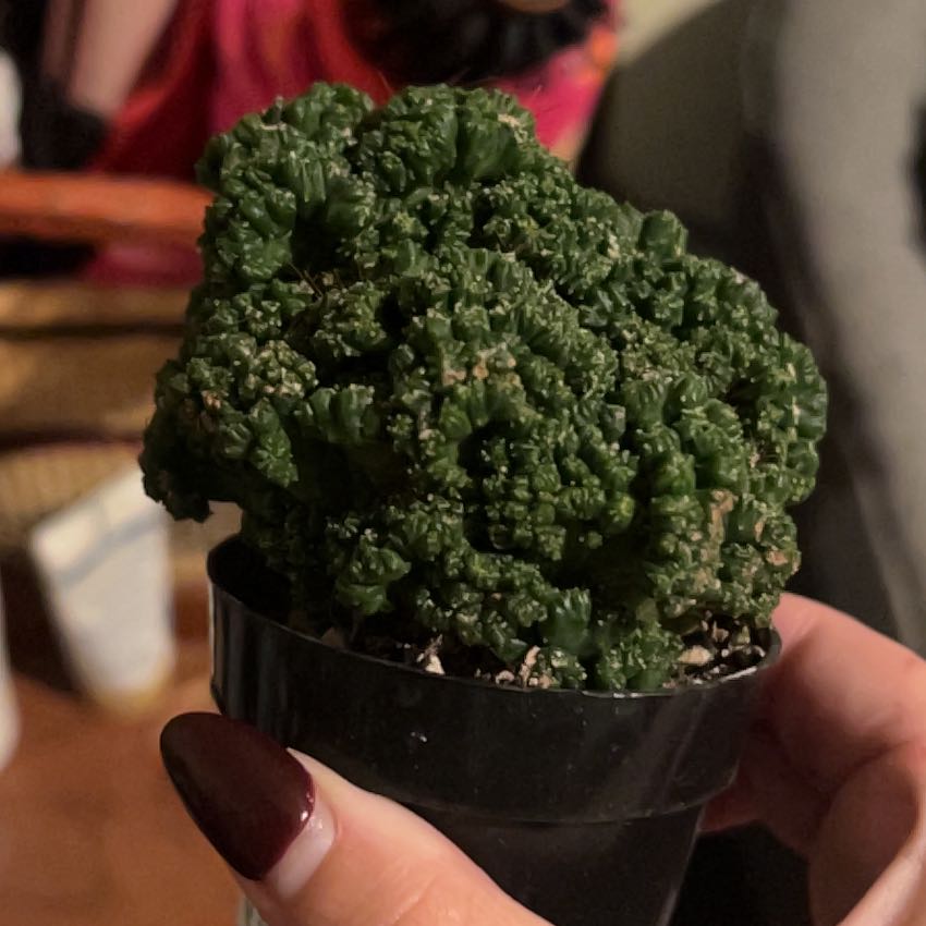Photo of the plant species Cacti Succulent AR by @DaringNeem82 named Daphne on Greg, the plant care app