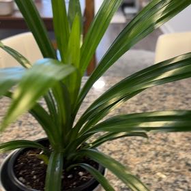 Photo of the plant species Pandan by @DearRosea63 named Duke on Greg, the plant care app