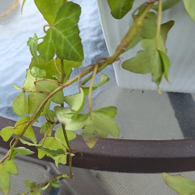Photo of the plant species Possum-Grape by @AwesomeKale88 named Luna on Greg, the plant care app