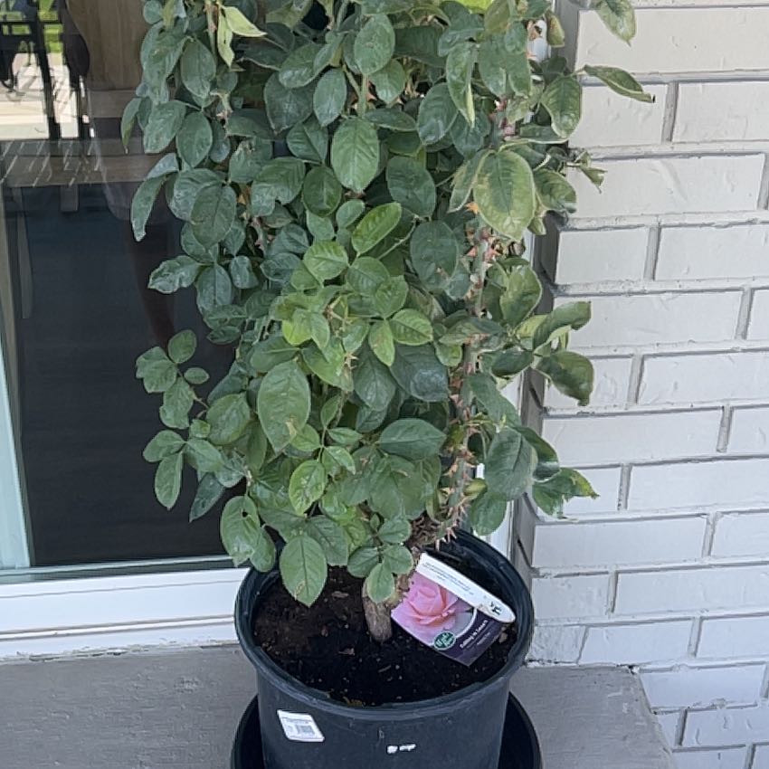 Photo of the plant species Hybrid Tea Rose by @MoneyedColeus22 named Rosie on Greg, the plant care app
