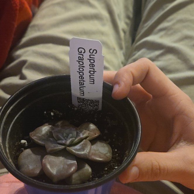 Photo of the plant species Beautiful Graptopetalum by @SavvySquash83 named Queen on Greg, the plant care app