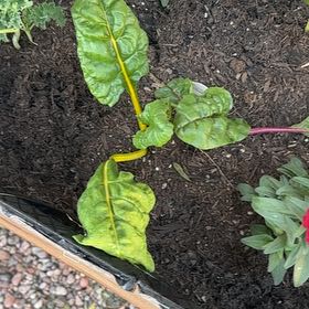 Photo of the plant species Swiss Chard by @PicoPotPlants named Terra on Greg, the plant care app