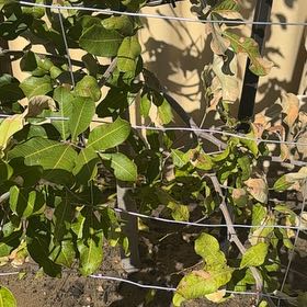 Photo of the plant species Carrotwood by @GodsendPothos24 named Terra on Greg, the plant care app