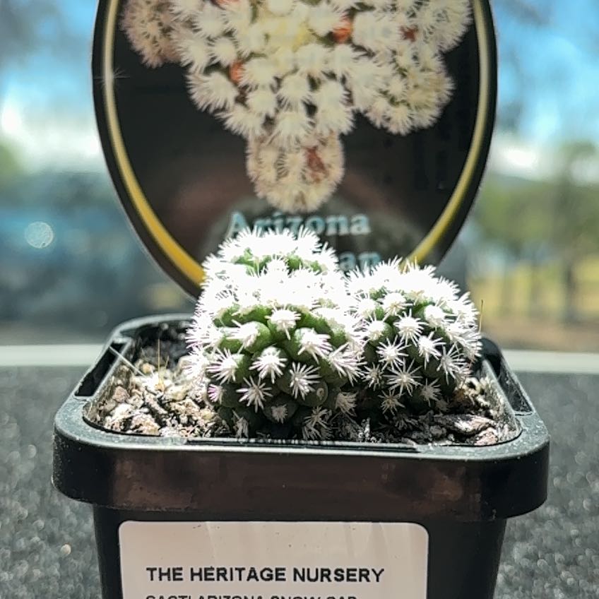 Photo of the plant species Arizona Snowcap Cactus by @HeroBorage24 named Ari on Greg, the plant care app