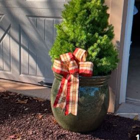 Photo of the plant species Dwarf Alberta Spruce by @RousingChilli14 named Christmas on Greg, the plant care app