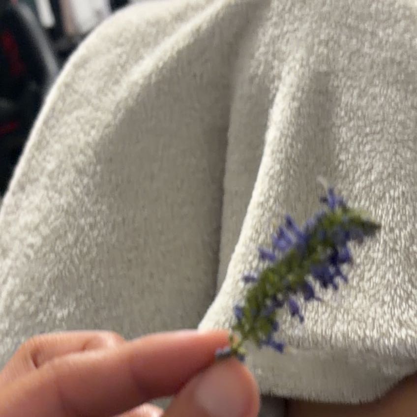 Photo of the plant species Spike Speedwell by @KeySunburst36 named Plato on Greg, the plant care app