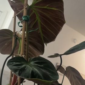 Photo of the plant species Philodendron 'Choco Red' by @KeyPalqui44 named Choco Red on Greg, the plant care app