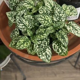 Photo of the plant species Hypoestes 'White' by @KeyPalqui44 named Canas on Greg, the plant care app