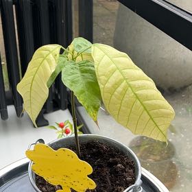 Photo of the plant species Cacao Tree by @HeroDuwei88 named Cacao on Greg, the plant care app